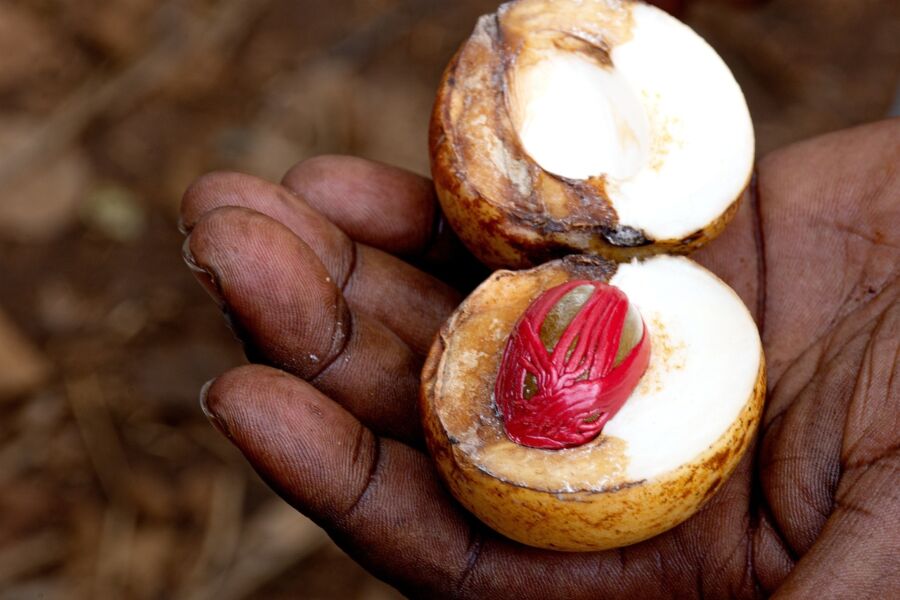 Close-up of split nutmeg fruit and vibrant red seed in a hand.