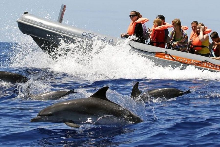 Tourists enjoy thrilling dolphin encounter on Cetaceus boat ride in vibrant open sea.