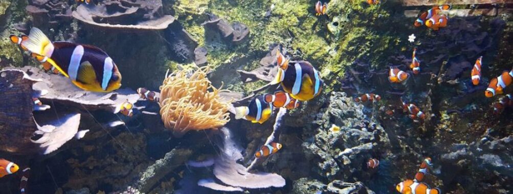 Poissons-Superbes Océarium Croisic