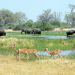 Elephants and impala graze in the Okavango delta of Botswana, Africa.