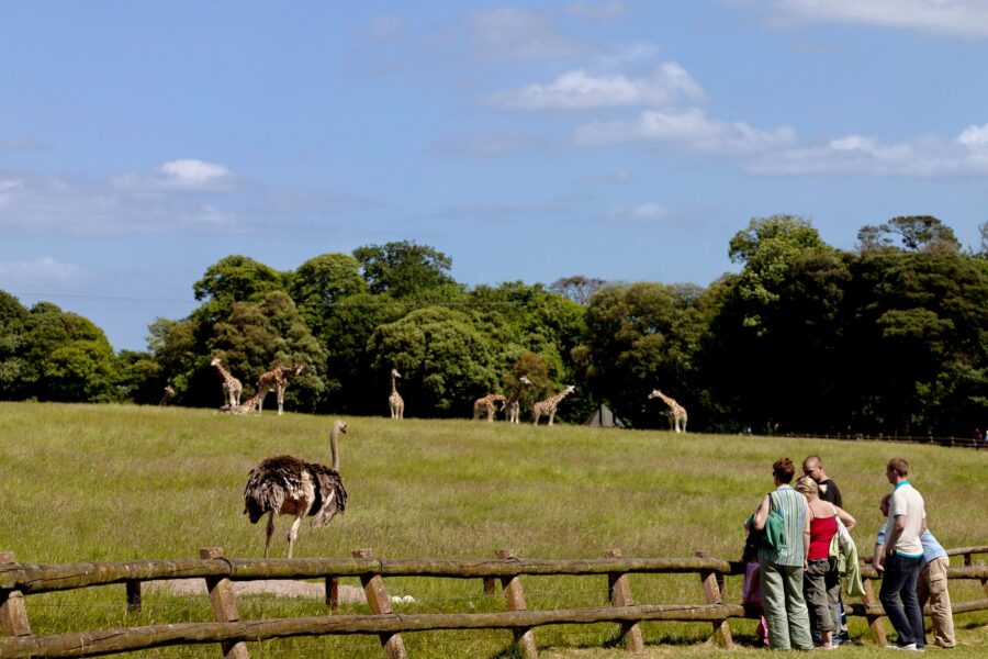 Fota Wildlife Park ostrich and giraffes in sunny meadow with visitors.