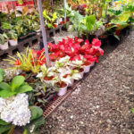 pLantito garden gentri