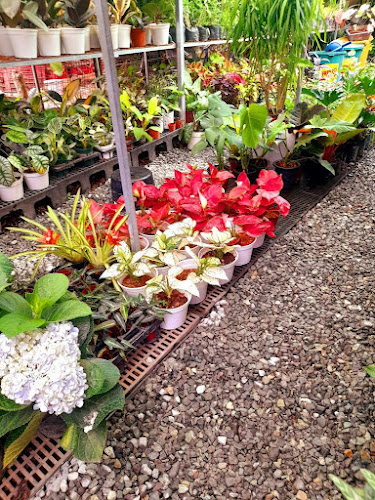pLantito garden gentri
