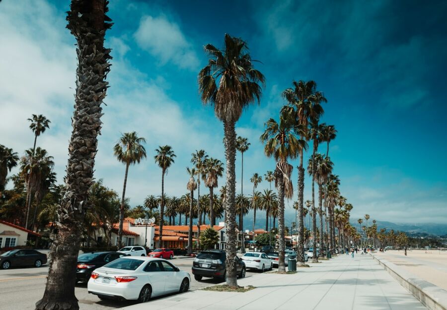 palm lined promenade sunny day