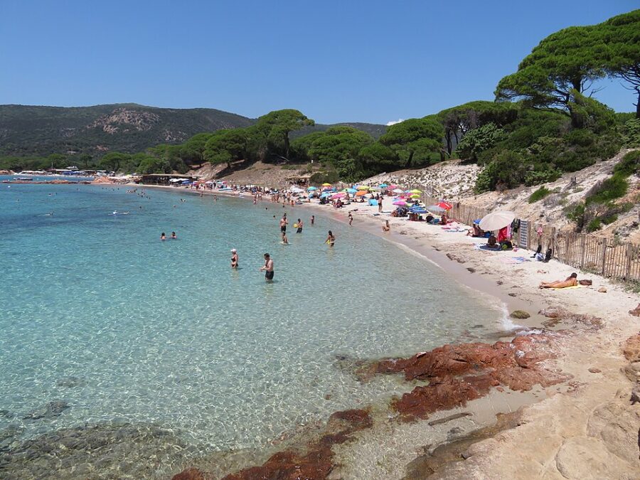 Palombaggia beach in Corsica, featuring sunbathers and swimmers enjoying the clear blue water and warm sunshine.