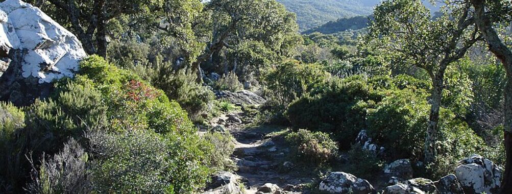 Parque Natural Los Alcornocales