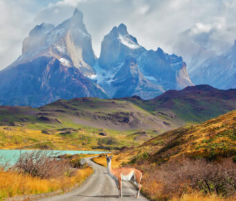 Majestic peaks of Los Kuernos over Lake Pehoe. On a dirt road is worth guanaco - Lama. The national park Torres del Paine, Patagonia, Chile
