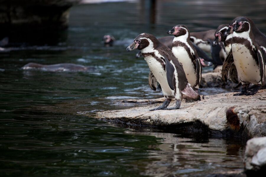 Humboldt penguins on rocky shoreline by clear water, showcasing natural habitat and social behavior.