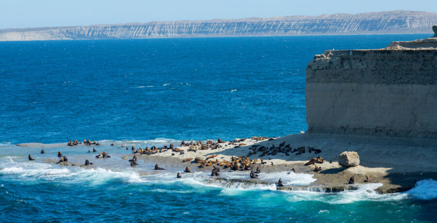 Rookery of fur seals on Valdes peninsula