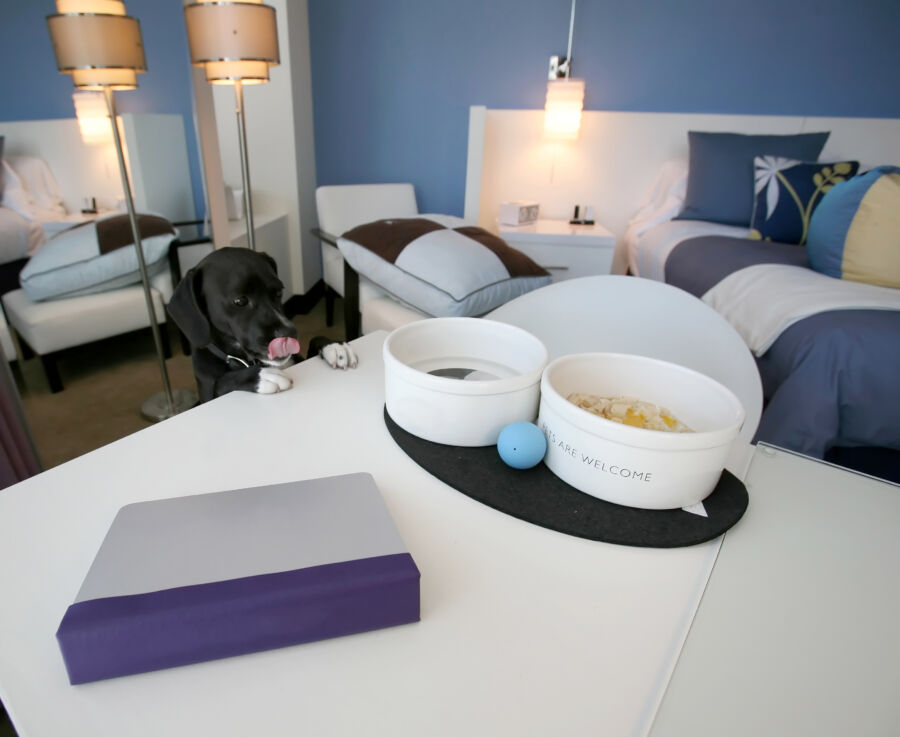 Charming dog relaxing in an upscale pet-friendly hotel, showcasing a blend of luxury and comfort for furry guests.