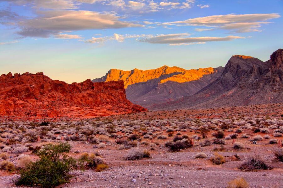 Bushes on Desert Near Mountains