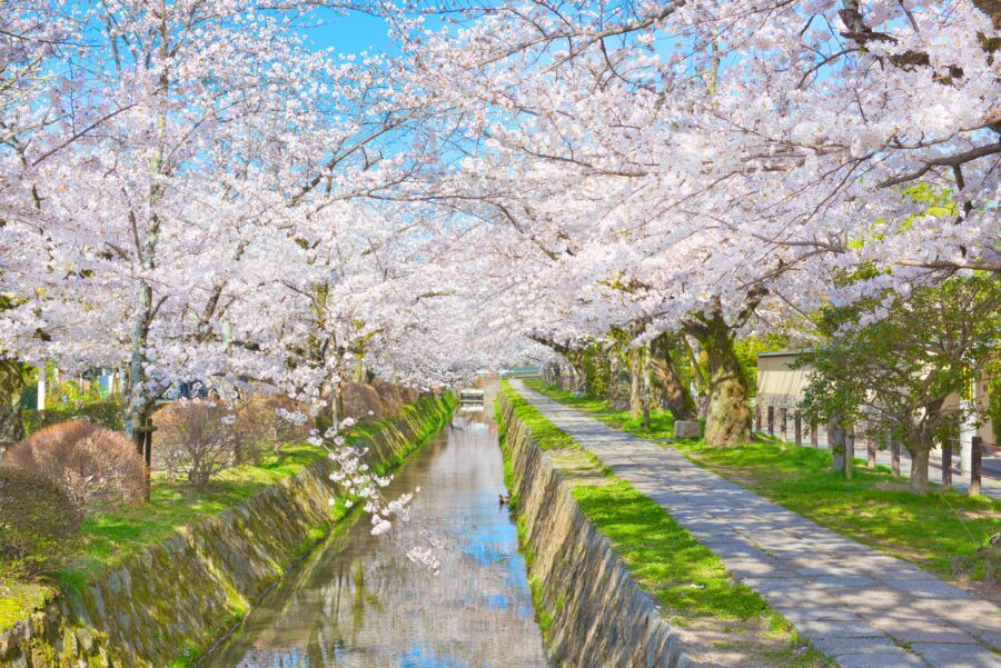 Cherry blossoms in full bloom lining the Philosopher's Path, creating a serene and picturesque spring landscape