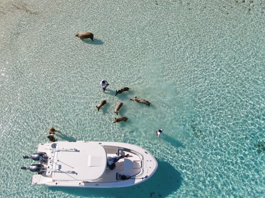 Aerial view of a boat with people and pigs swimming in the clear waters of Pig Beach, Bahamas.