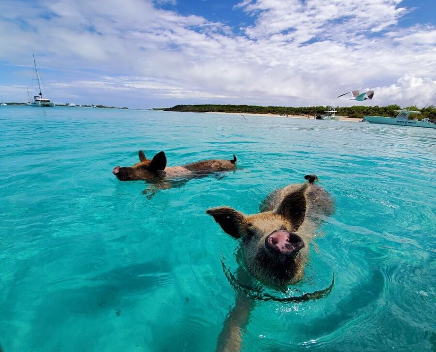 Two pigs swim in the ocean near a boat at Pig Beach in the Bahamas, showcasing a playful and unique beach scene.