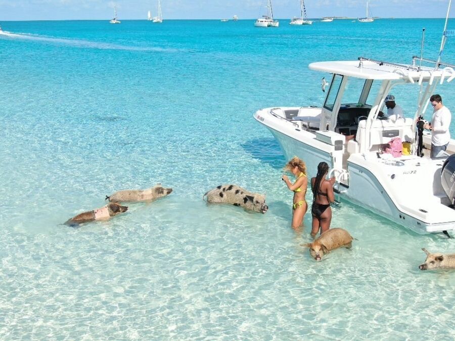 Pigs lounging on the sandy shores of Pig Beach in the Bahamas, enjoying the sun and surf.