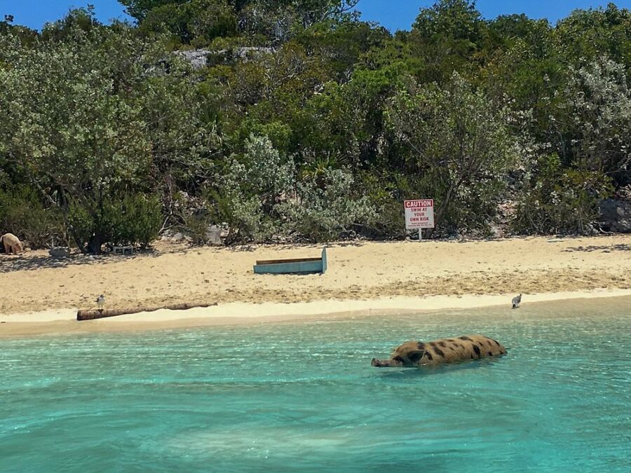 Pig enjoying a swim in the clear ocean waters near a beach at Pig Beach, Bahamas.