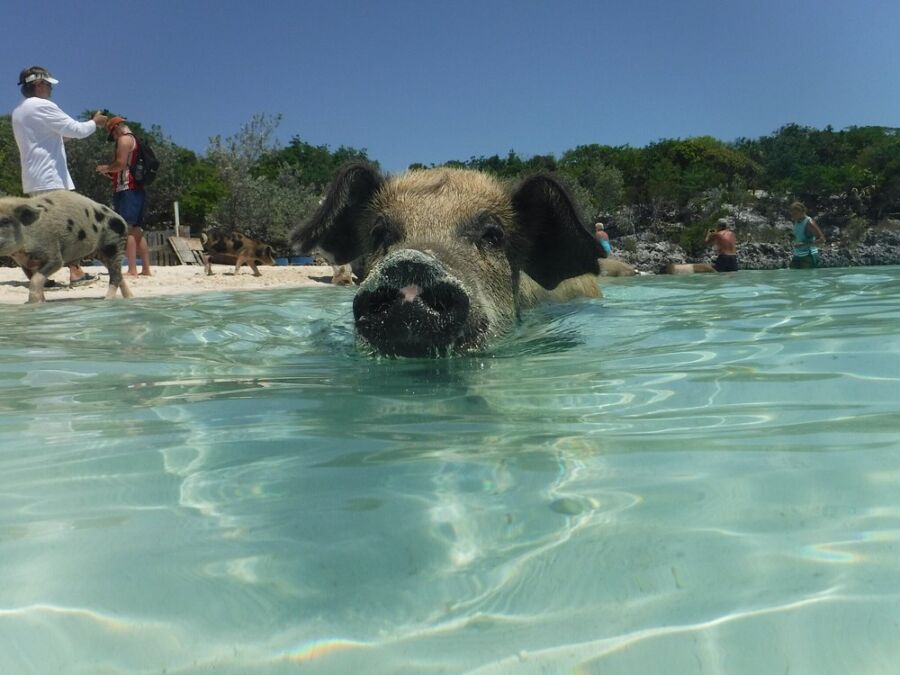 Pig happily swims in the crystal-clear waters of Pig Beach, Bahamas, surrounded by a picturesque beach setting.
