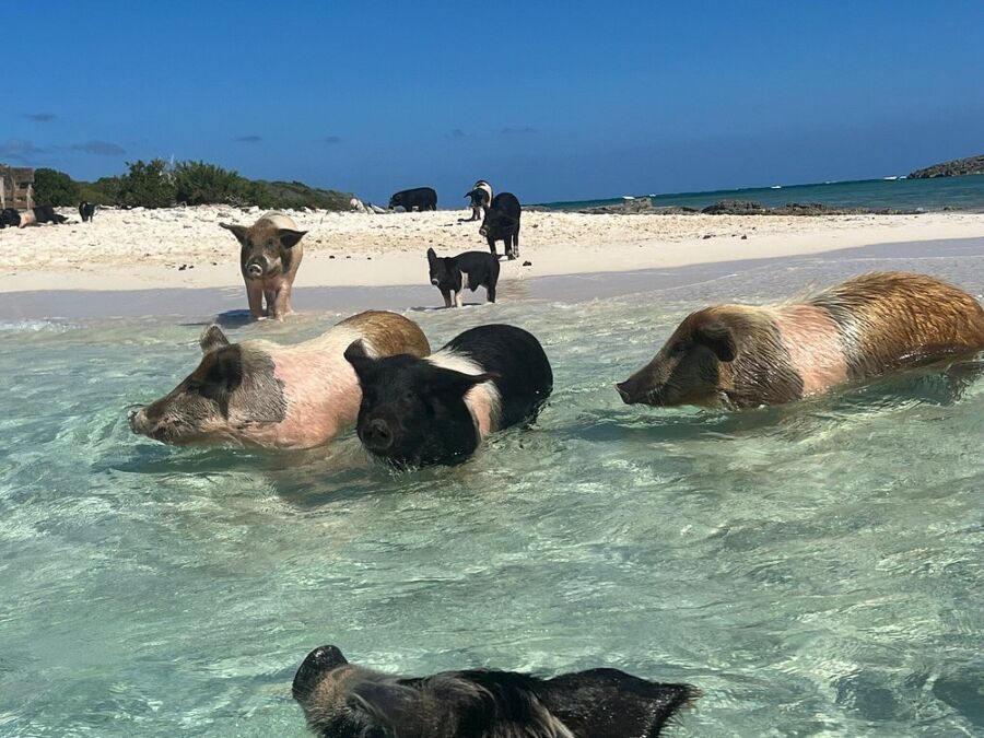 Pigs swimming in the clear blue ocean at Pig Beach, Bahamas, with a sandy beach in the background.