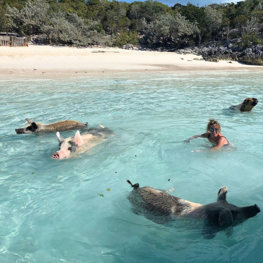 Woman interacts with swimming pigs in the ocean at Pig Beach, Bahamas, showcasing a fun and adventurous moment.