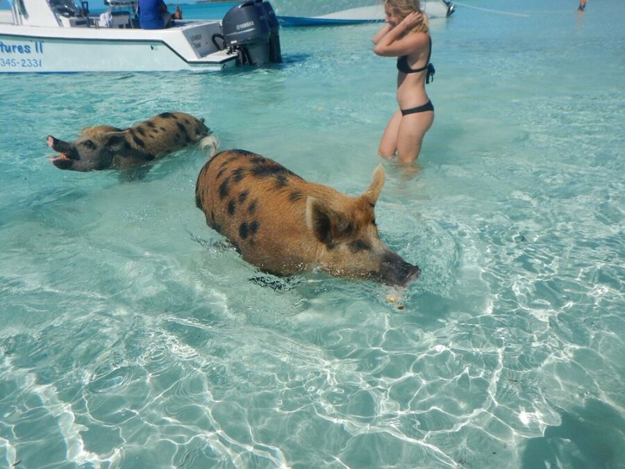 Two pigs swim in the water near Pig Beach, Bahamas, while a woman stands on the shore observing them.