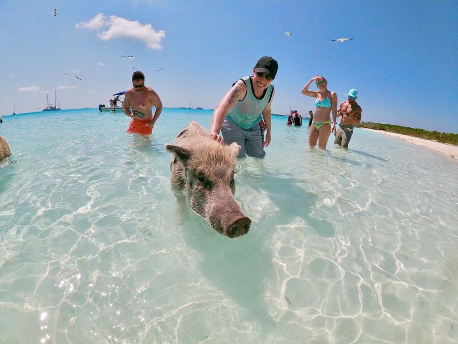 Man walks alongside a pig in the ocean at Pig Beach, Bahamas, showcasing a unique beach experience.