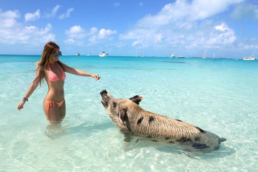 Woman in a bikini poses next to a pig in the ocean at Pig Beach, Bahamas, capturing a playful moment.