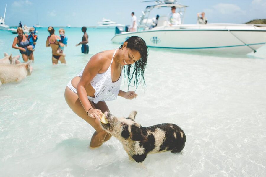 Woman wearing a bikini interacts with a pig in the ocean at Pig Beach, The Bahamas, creating a playful scene.