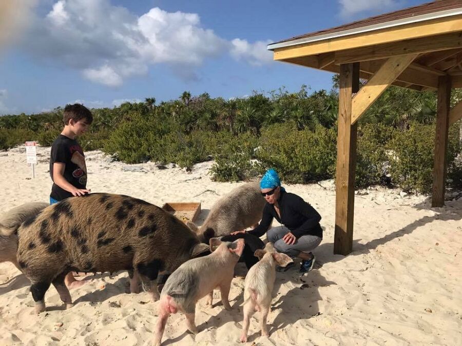 Pigs swimming in the clear blue ocean at Pig Beach, Bahamas, with a sandy beach in the background.