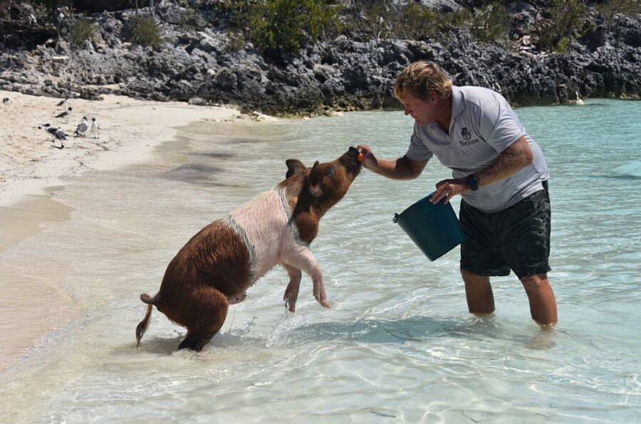 Pig Beach in The Bahamas, a man is feeding a pig while both are in the water, highlighting a playful interaction.
