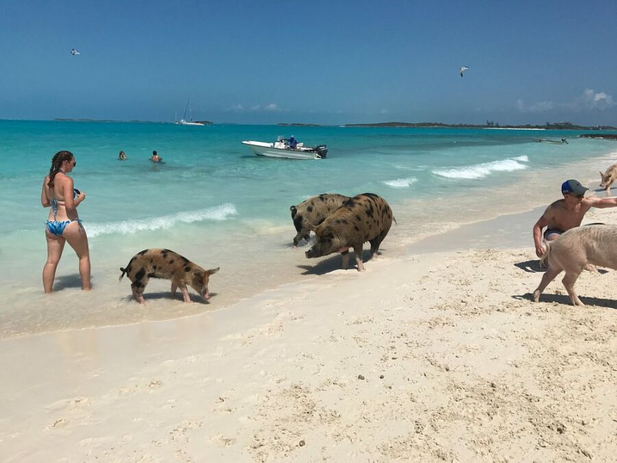 Pigs lounging on the sandy shores of Pig Beach in The Bahamas, enjoying the sun and surf.