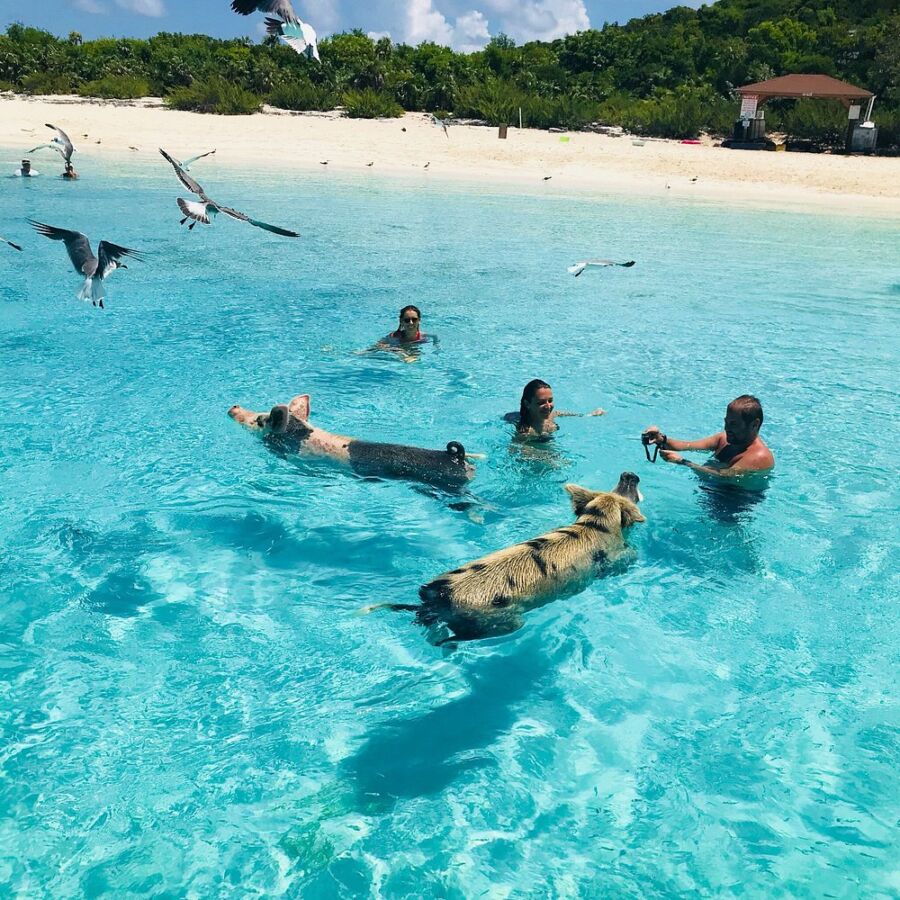 Group of people swimming in the ocean at Pig Beach, The Bahamas, with a friendly pig joining them in the water.
