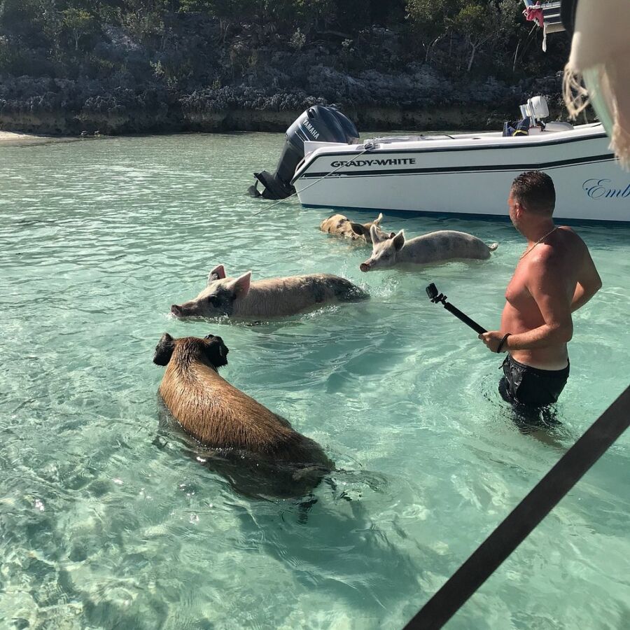 Man stands in shallow water surrounded by several pigs at Pig Beach, enjoying the unique interaction with the animals.