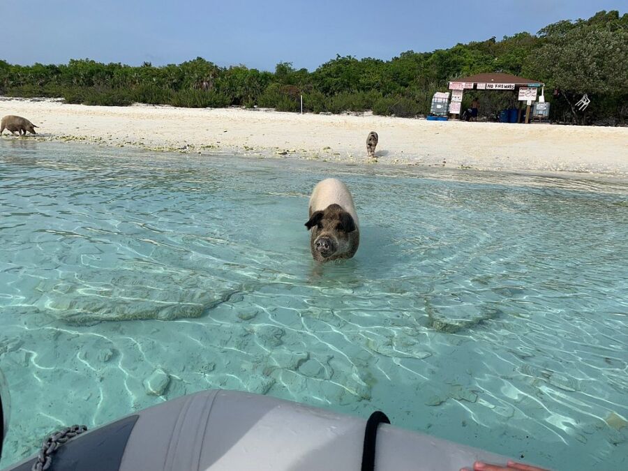 Pigs wades in the clear water at Pig Beach, Bahamas, surrounded by sandy shores and gentle waves.