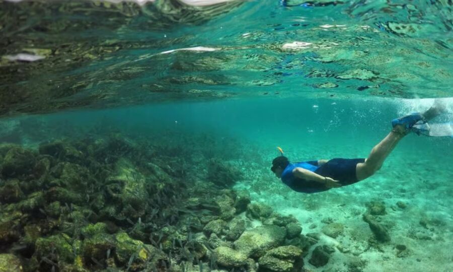 Snorkeler in a blue wetsuit and fins glides underwater above a vibrant coral reef, surrounded by clear turquoise water, conveying tranquility and exploration in Pinzon Island.
