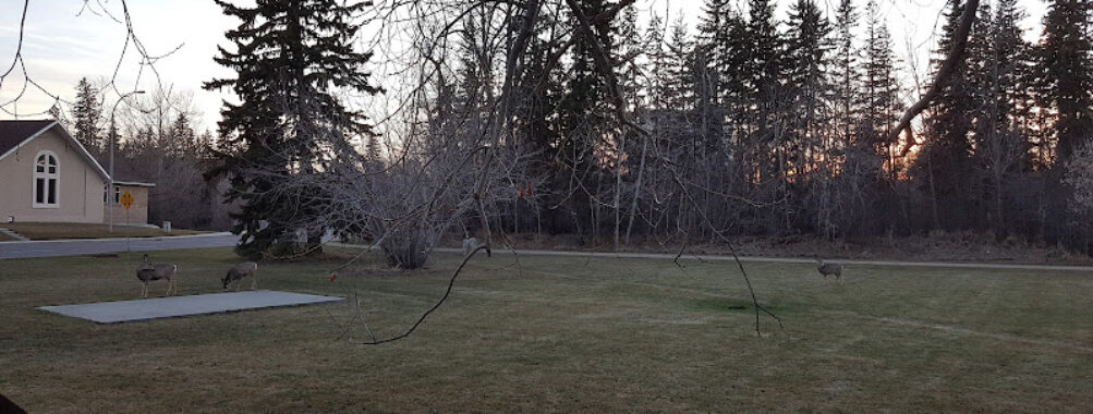 Galbraith Park