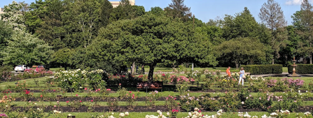 Maplewood Rose Garden