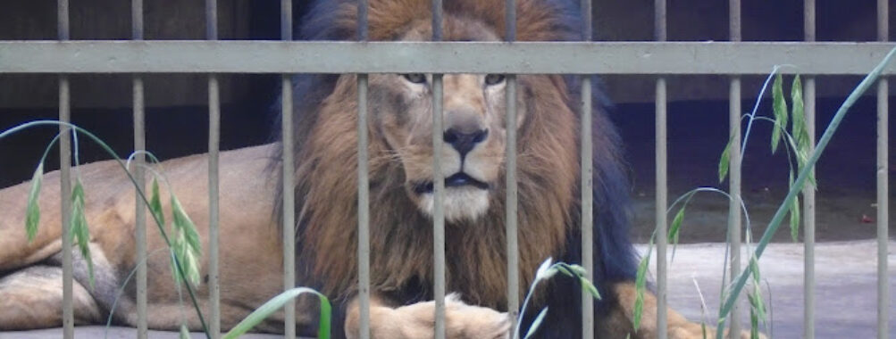 Lion Park