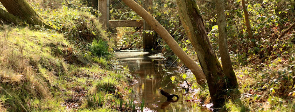 Hothfield Heathlands Nature Reserve