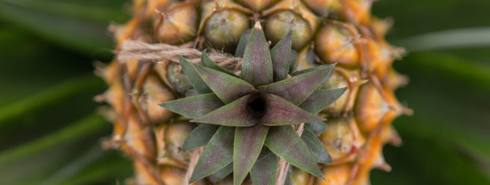 Pineapple Plantation A Arruda