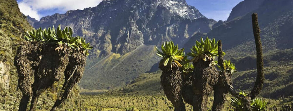 Rwenzori Mountains National Park