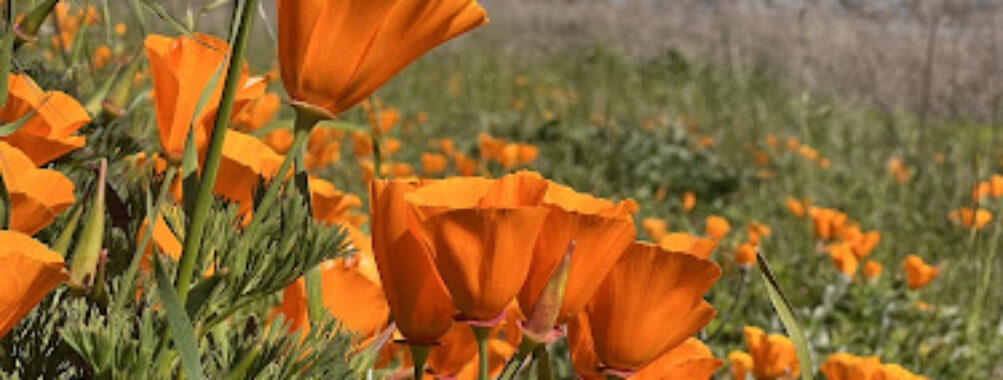 Coyote Hills Regional Park