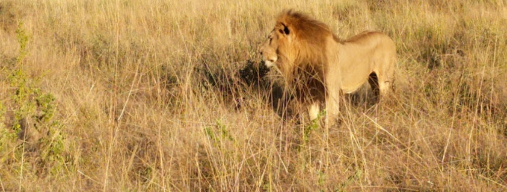 Madikwe Game Reserve