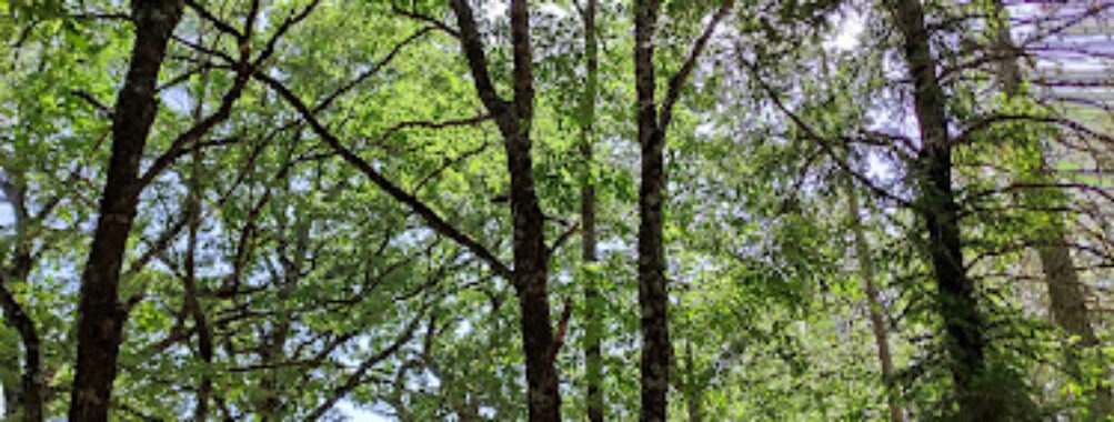 Wood of Rifreddo