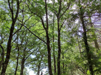 Wood of Rifreddo