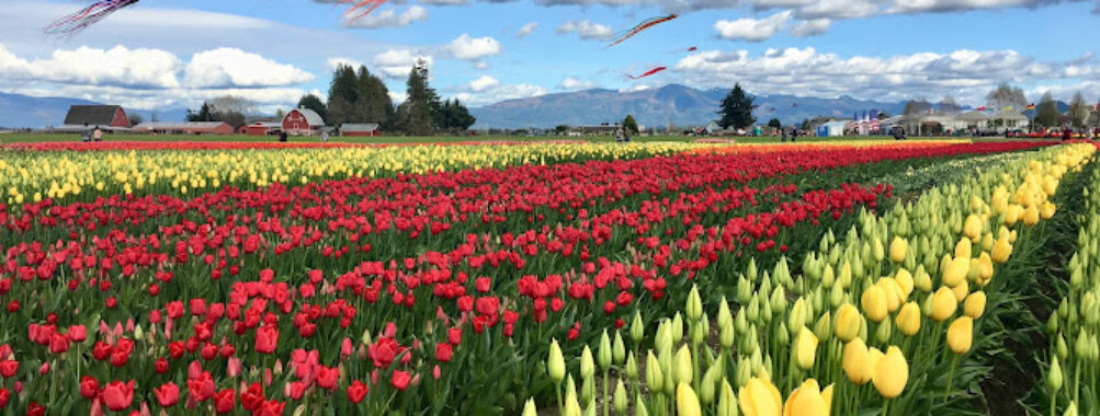 Skagit Valley Tulip Festival