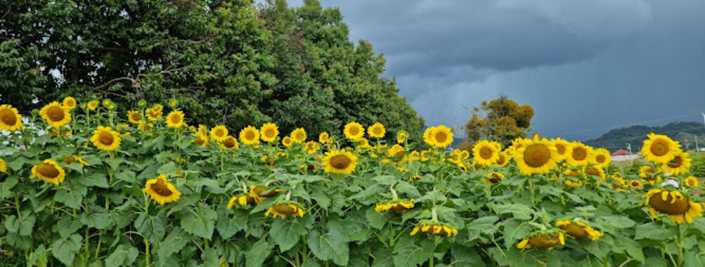 Finca Los Girasoles, Esquipulas