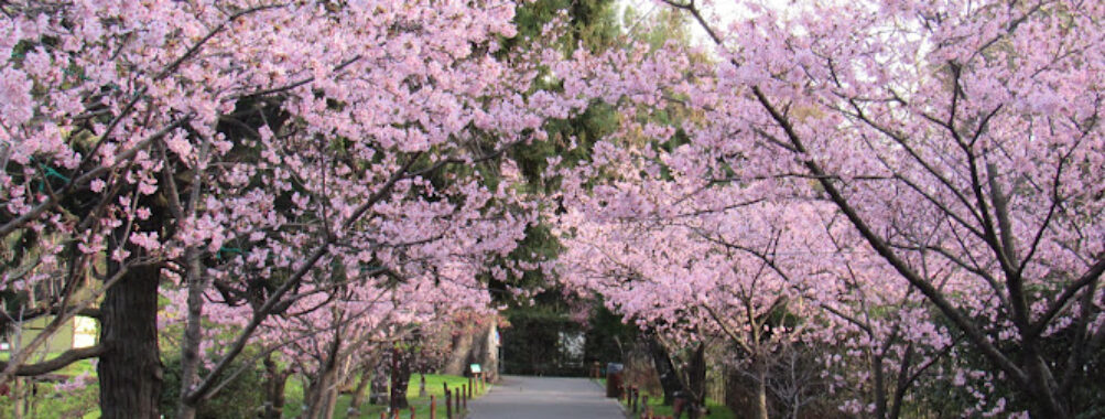 Jardín Japonés
