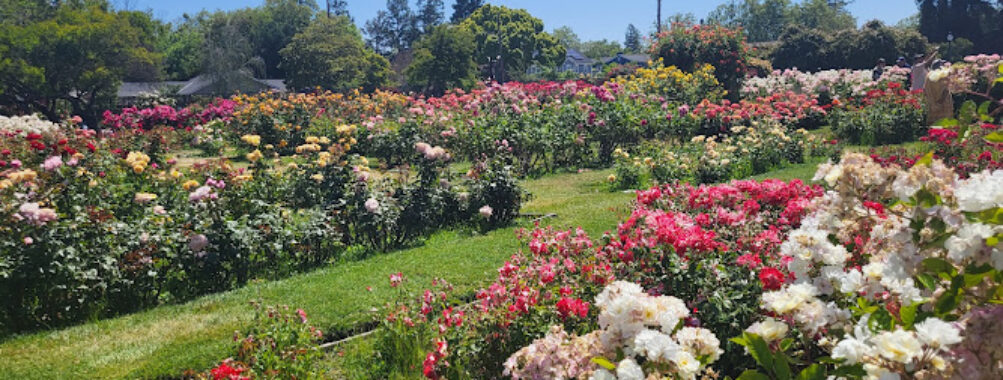 Municipal Rose Garden