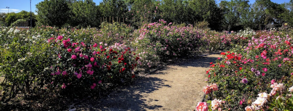 Guadalupe Gardens Heritage Rose Garden
