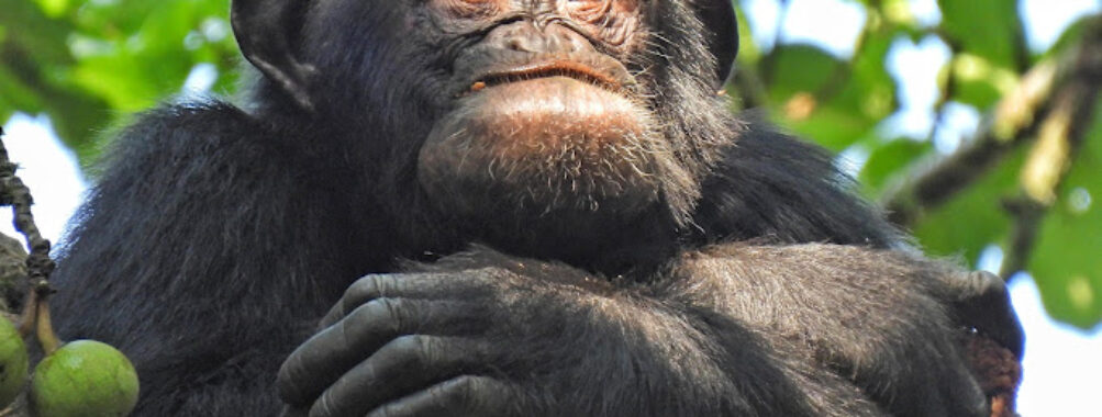 Kibale National Park